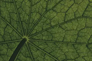 Nasturtium Leaf Surface Prints: Bottom view of the leaf surface of a nasturtium
