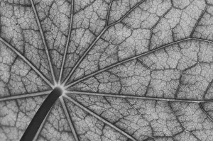 Brassicaceae Family Plants Prints: Bottom view of the leaf surface of a nasturtium in black