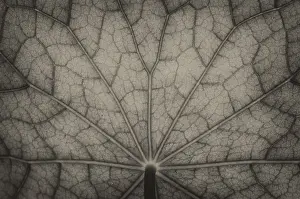Nature Photography Prints: Bottom view of the leaf surface of a nasturtium in black
