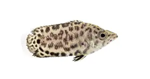 White Background Wildlife Image Prints: Side view of a Leopard bush fish