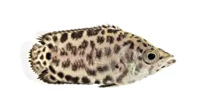 Side View Of A Fish Prints: Side view of a Leopard bush fish