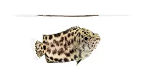 Side View Of A Fish Prints: Side view of a Leopard bush fish