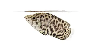 Side View Of A Fish Prints: Side view of a Leopard bush fish