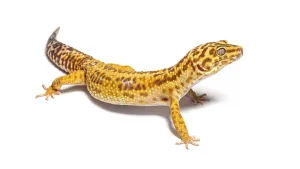 White Studio Environment For Text Prints: Side view of Leopard gecko, Eublepharis macularius