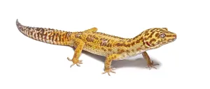 Leopard Gecko Prints: Side view of Leopard gecko, Eublepharis macularius
