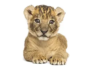 Young Lion Prints: Front view of a Lion cub lying down