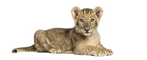 Prints of Side view of a Lion cub lying, looking at the camera, 10 weeks old, isolated on white Lion Prints: Side View Lion Cub Print, 10 Weeks Old