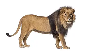 Big Cat Wildlife Photography Prints: Side view of a Lion standing, looking at the camera