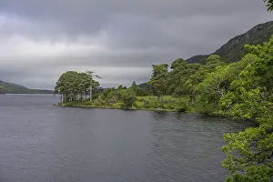 Tree Grove Landscape Prints: View over Loch Beagh with a group of trees