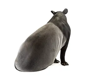 Odd Toed Ungulate Species Prints: Back view of a Malayan tapir Sitting