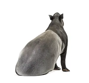 Odd Toed Ungulate Species Prints: Back view of a Malayan tapir Sitting