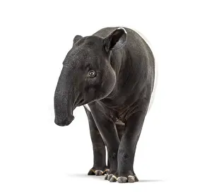 Single Colored Background Images Prints: Front view of a Malayan tapir, Tapirus indicus