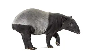 Odd Toed Ungulate Pictures Prints: Side view of a Malayan tapir walking