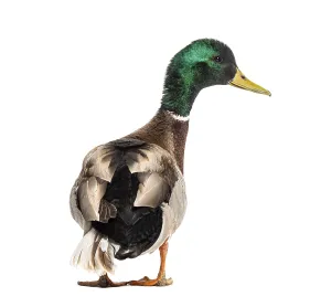 Wildlife Photography Ducks Prints: Back view of a Mallard Duck looking at the camera