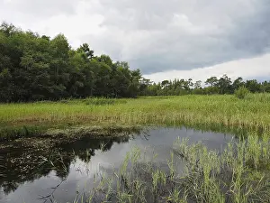Marshland Landscape Prints: View of a marshland landscape, reflection