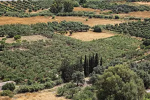 Crete Landscape Photography Prints: View over the Mesara plain, valley with olive trees