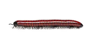 Wild Animal Profile Prints: Side view of a Millipede crawling