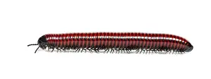 Wild Animal Profile Prints: Side view of a Millipede crawling