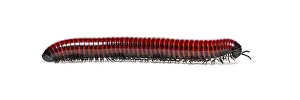 White Background Animal Image Prints: Side view of a Millipede crawling