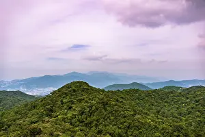 Tropical Rainforest Photography Prints: View over the Mossy Forest, forest