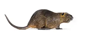 Rodent Wildlife Photography Prints: Side view of a Nutria or Coypu