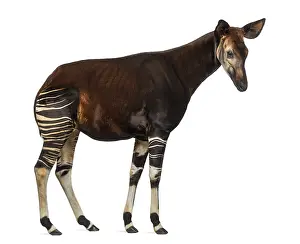 Striped Wild Animal Prints: Side view of an Okapi standing