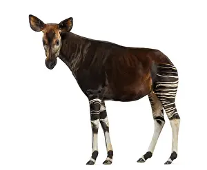 Prints of Side view of an Okapi standing, looking at the camera, Okapia johnstoni, isolated on white Johnstoni Prints: Okapi Side View Print - Okapia johnstoni
