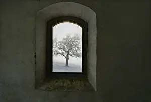 Upper Austria Scenery Prints: View through an old window onto a snow-covered tree