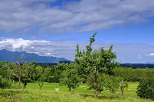 Deciduous Tree Plantation Prints: View over orchards on Schellenberg