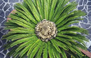 Deserted Palm Tree Landscape Prints: View of the palm tree from above