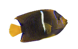 Prints of Side view of a Passer Angelfish, Holacanthus passer, isolated on white Angelfish Prints: Side View of a Passer Angelfish Print