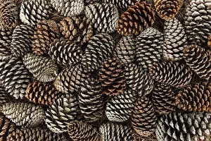 Snowy Coniferous Tree Landscape Prints: Top view pine cones
