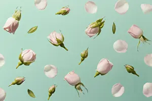 Celebration Flowers Prints: Top view pink spring roses