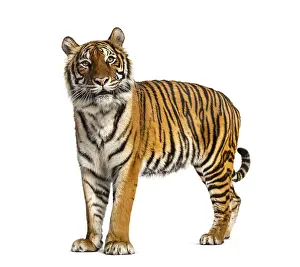 Striped Wild Animal Prints: Side view, profile of a tiger standing