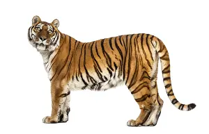 Striped Mammal Prints: Side view, profile of a tiger standing
