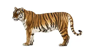 Feliformia Species Image Prints: Side view, profile of a tiger standing