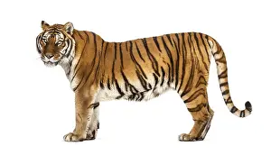 Studio Shot Of A Tiger Prints: Side view, profile of a tiger standing