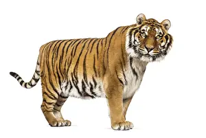 Striped Mammal Prints: Side view, profile of a Tiger standing and looking at the camera
