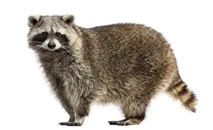 Prints of Side view of a Racoon, Procyon Iotor, standing, isolated on white Raccoon Prints: Side View Print of a Standing Raccoon Procyon lotor