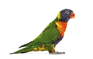 Rainbow Lorikeet Prints: Side view of a Rainbow Lorikeet