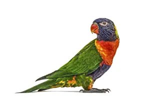 Rainbow Lorikeet Prints: Side view of a Rainbow Lorikeet