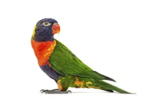 Exotic Tropical Birds Prints: Side view of a Rainbow Lorikeet