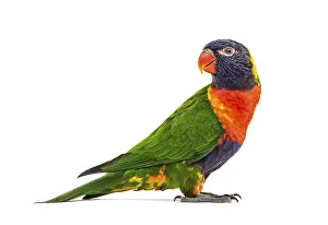 Rainbow Lorikeet Prints: Side view of a Rainbow Lorikeet