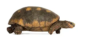 Endangered Species Photography Prints: Side view of a Red-footed tortoise walking
