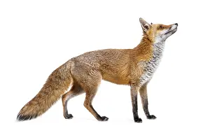 Studio Shot Of A Fox Prints: Side view of a Red fox looking up