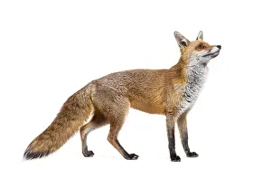 Plain Colored Background Copy Space Prints: Side view of a Red fox looking up