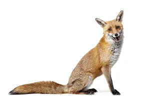 Studio Shot Of A Fox Prints: Side view of a Red fox looking at camera