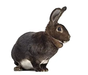Single Colored Studio Photography Prints: Side view of Rex Rabbit isolated on white