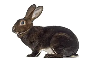 Studio Shot Of A Rabbit Prints: Side view of Rex Rabbit isolated on white