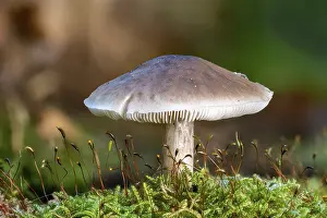 Moss Covered Mushrooms Prints: Side view of a single Ritterling